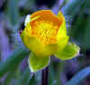 fruehlingsblume-260403-1.jpg (85617 Byte)