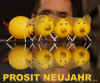naturkamera-31667-silvester-311209.jpg (113133 Byte)